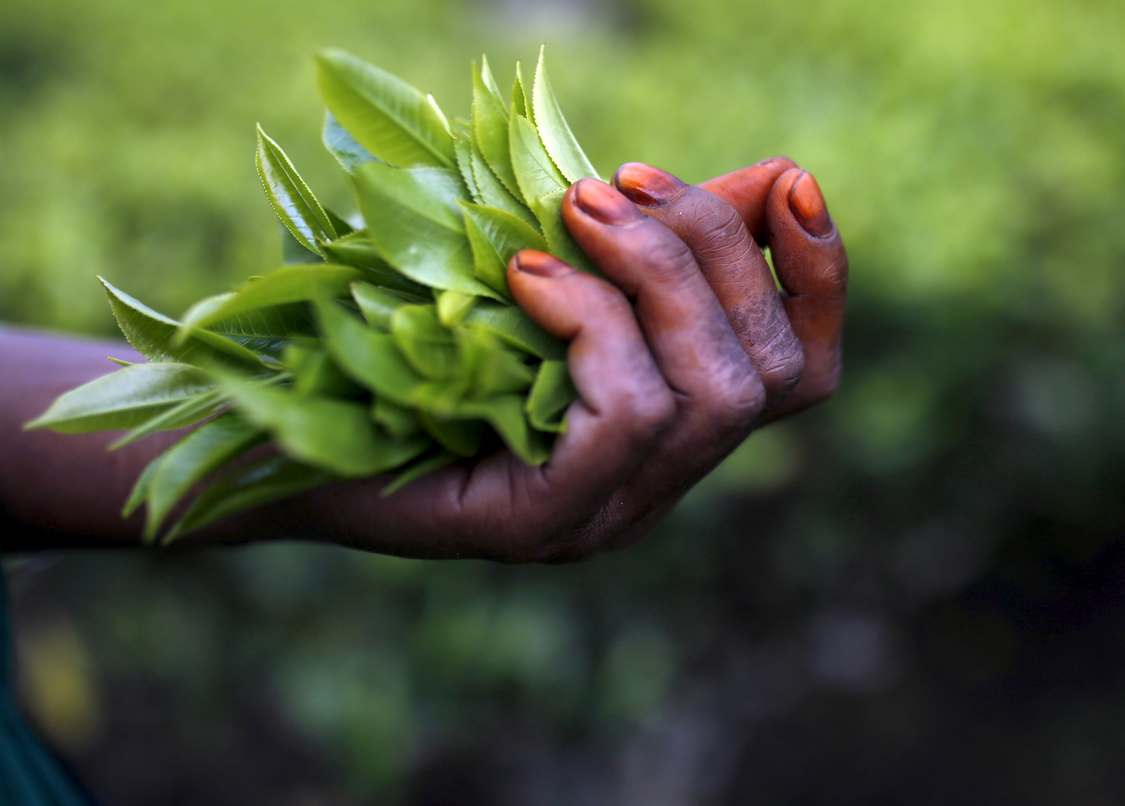 Freshly plucked tea leaves are seen in the hand of a tea garden worker. (Photo: Reuters)