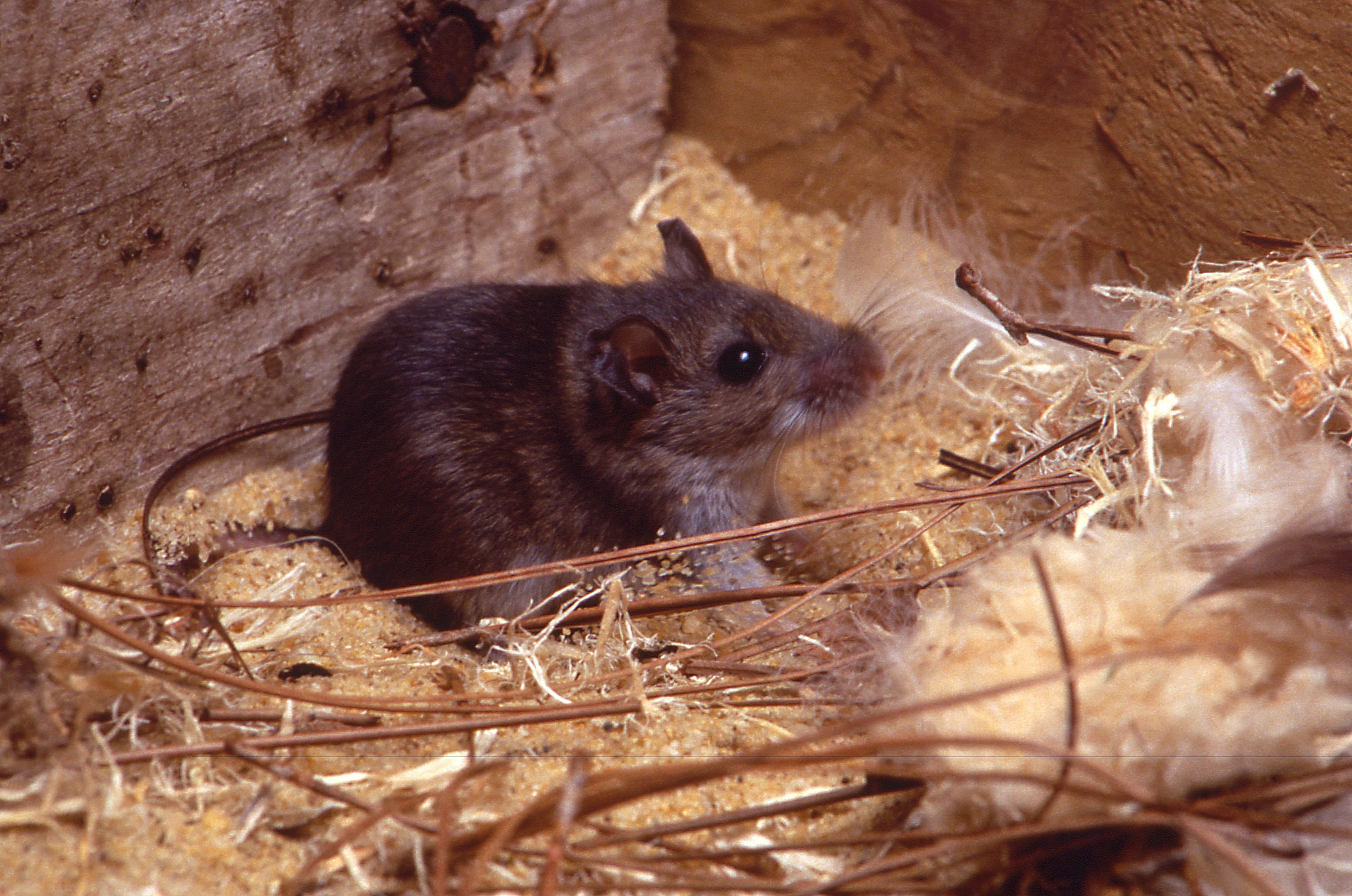 An image of a deer mouse, the primary agent of Hantavirus. (Photo: Reuters