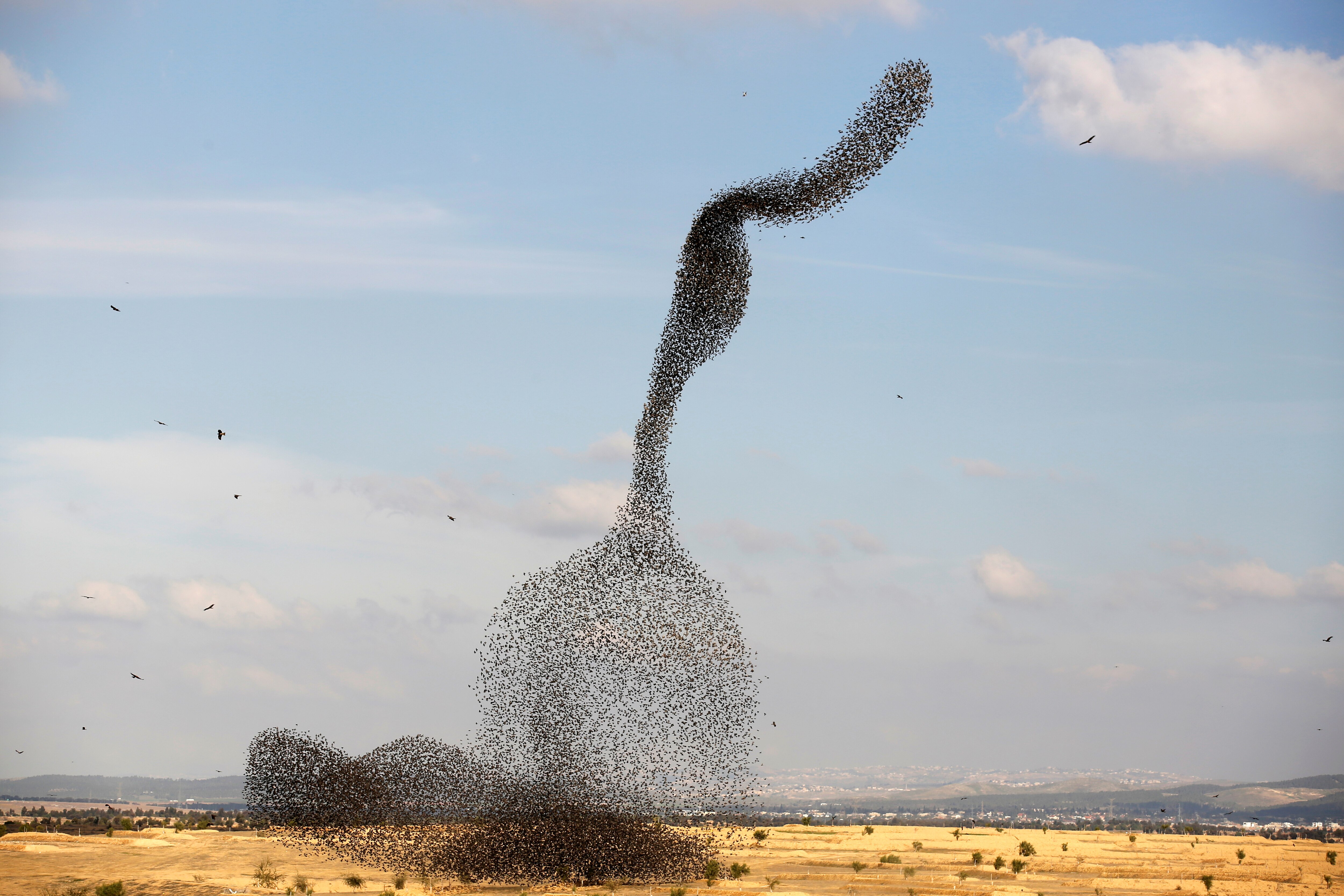 A murmuration of migrating starlings flies in a group over a field. (Photo: Reuters)