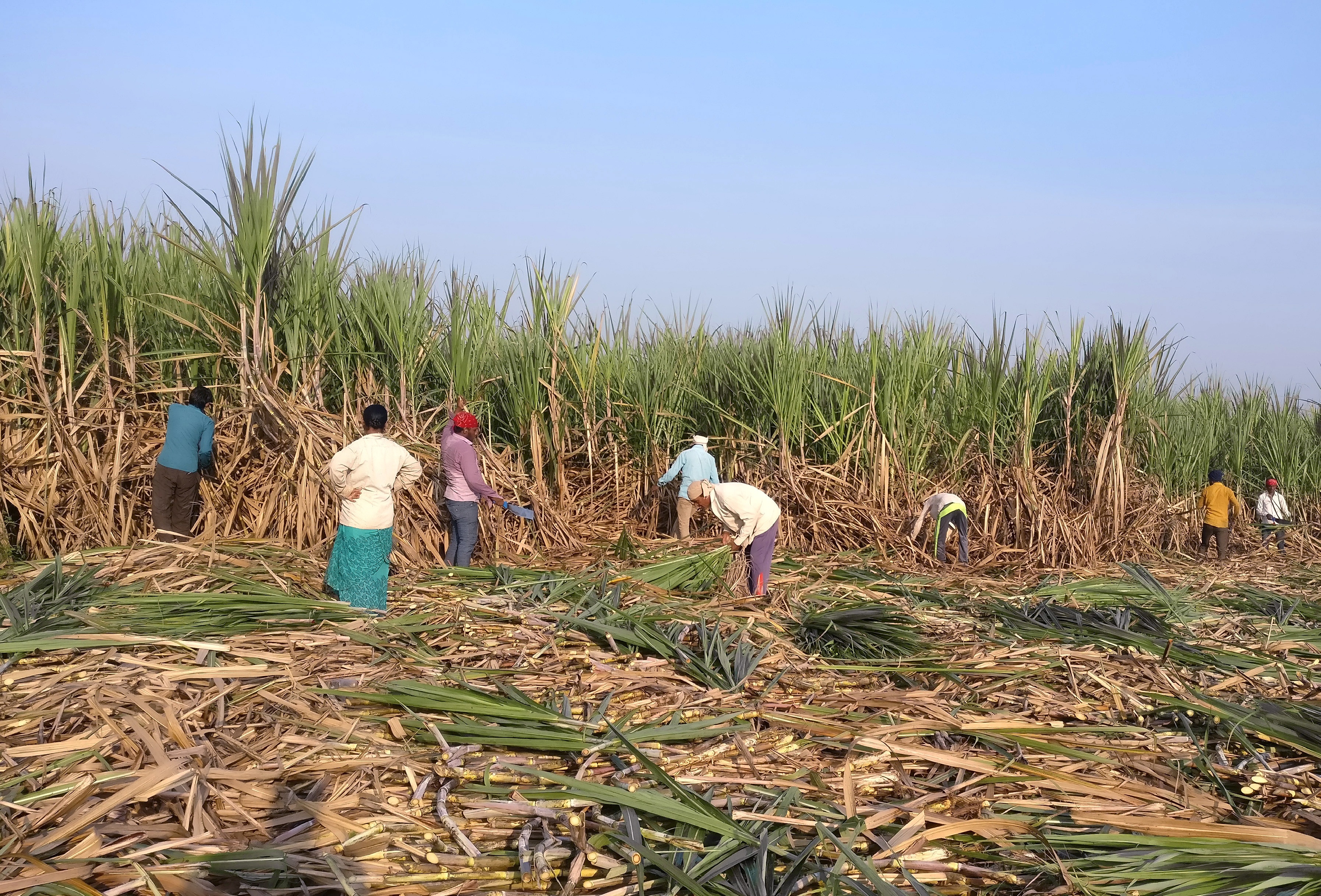 Workers harvest sugarcane in a filed in Gove village in Maharashtra. (Photo: Reuters)