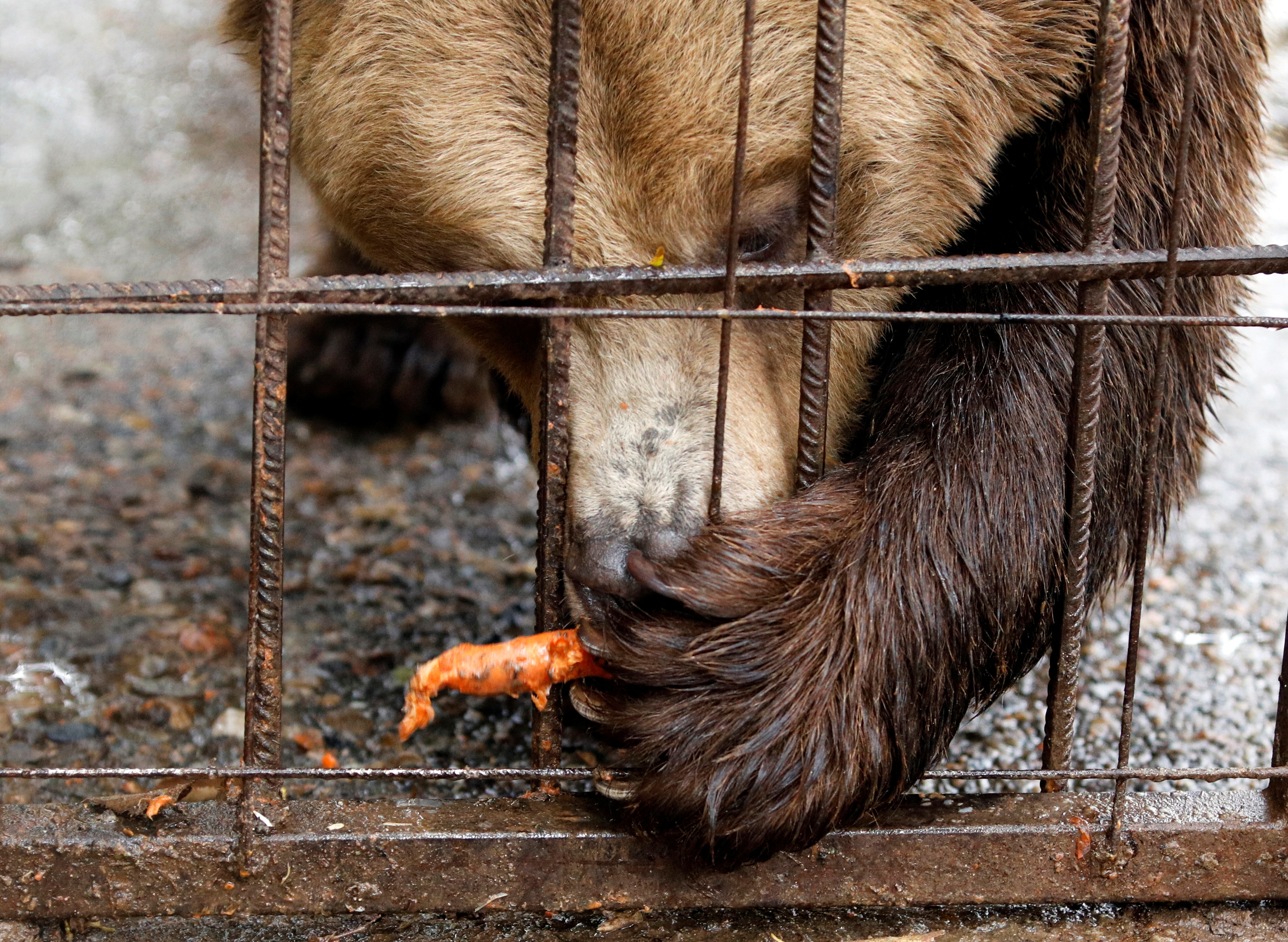A bear named Teddy eats carrot in a zoo cage in North Macedonia. (Photo: Reuters)