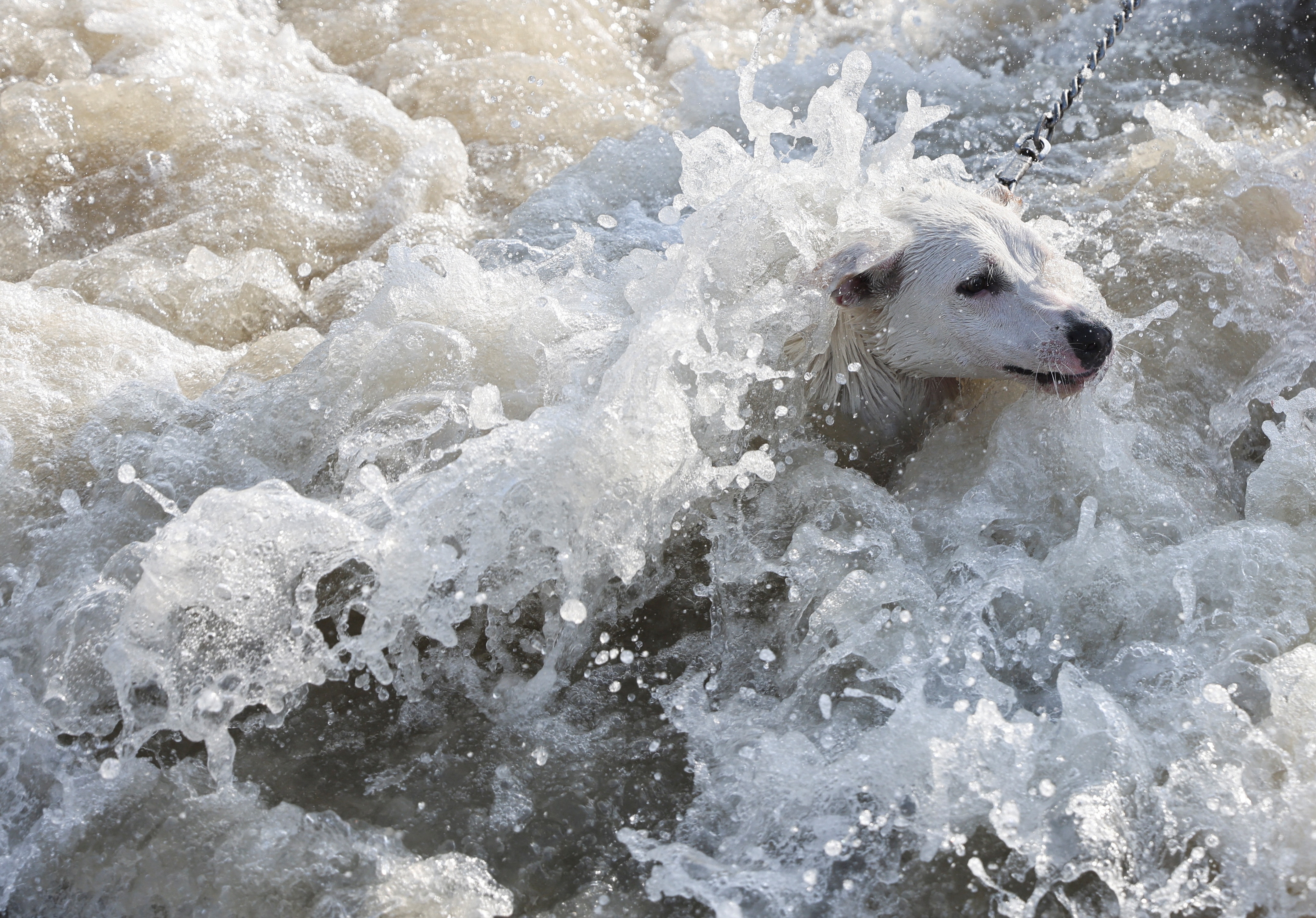 A dog attempts to swim off the coast of the Arabian sea on a hot summer day in Mumbai. (Photo: Reuters)