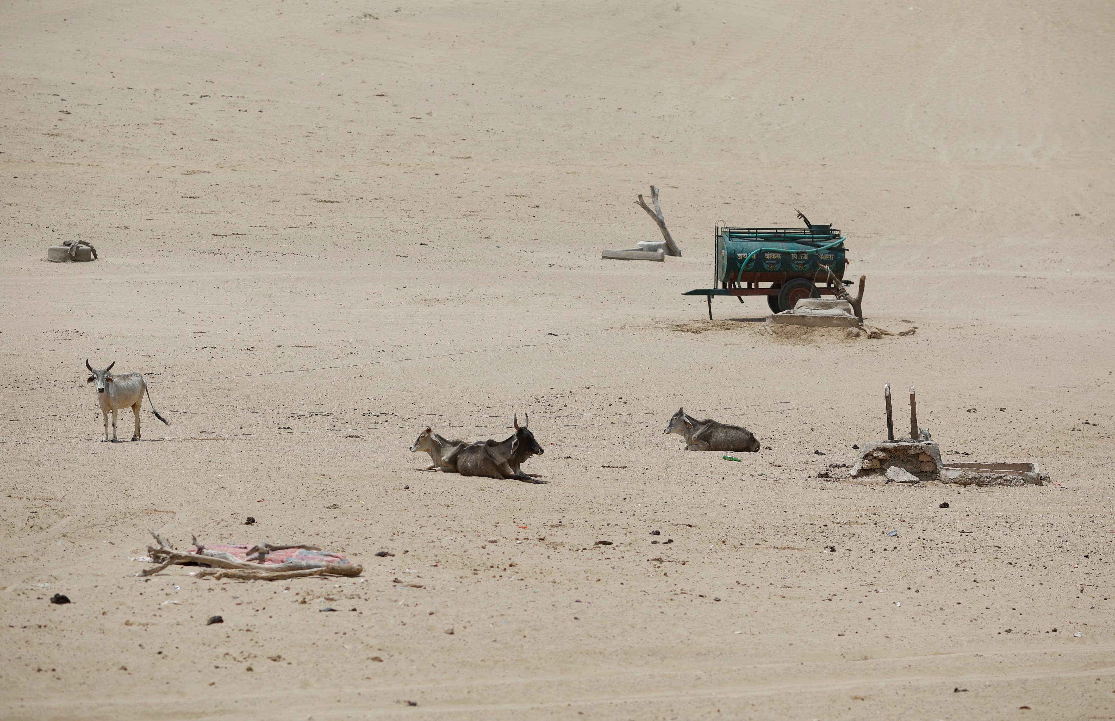 Cattle sit in a desert area on a hot summer day in Barmer, Rajasthan. (Photo: Reuters)