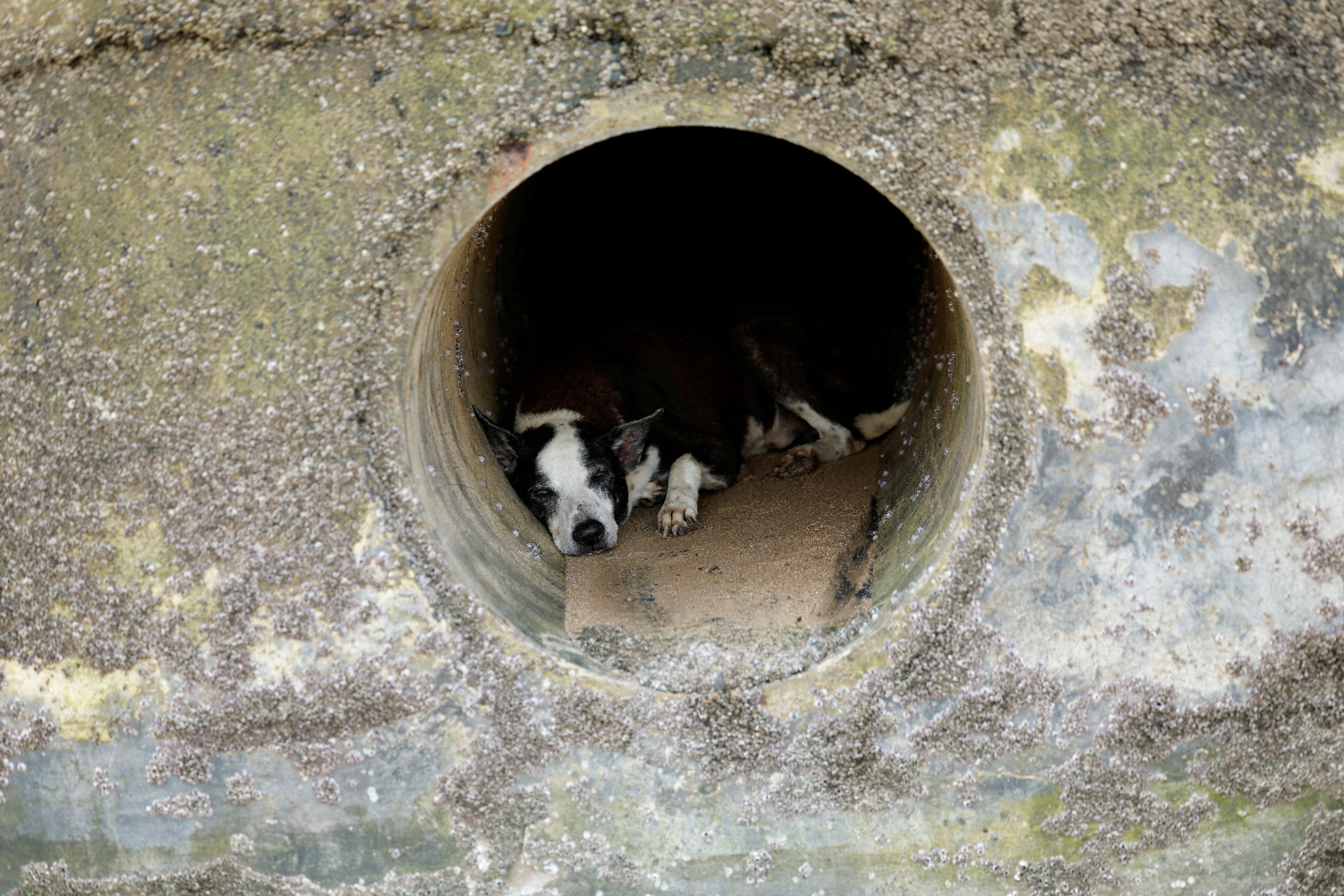 Dog sleeps in an open drain on a hot day in Mumbai. (Photo: Reuters)