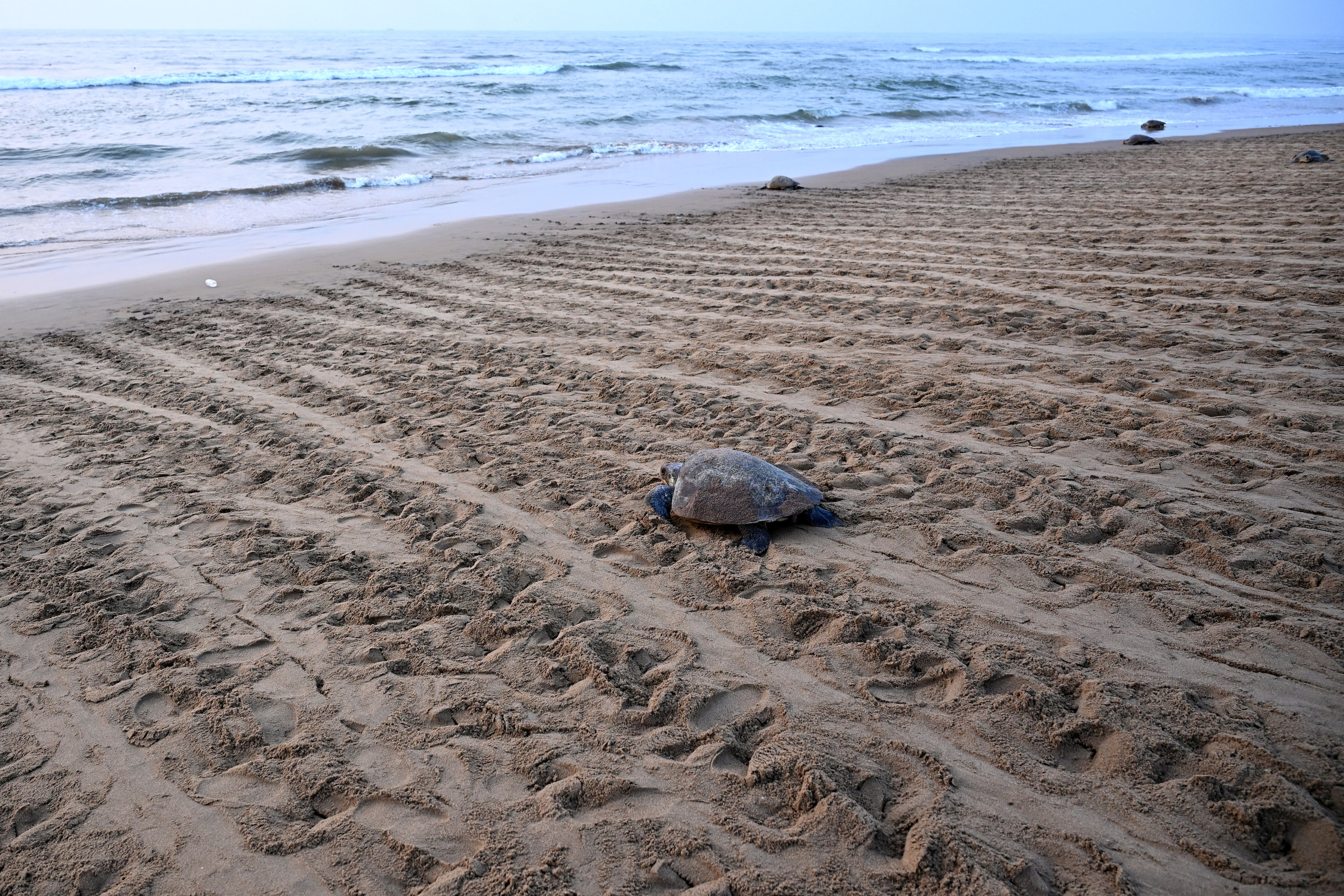 Olive Ridley turtles crawl back to sea after laying eggs. (Photo: Reuters)