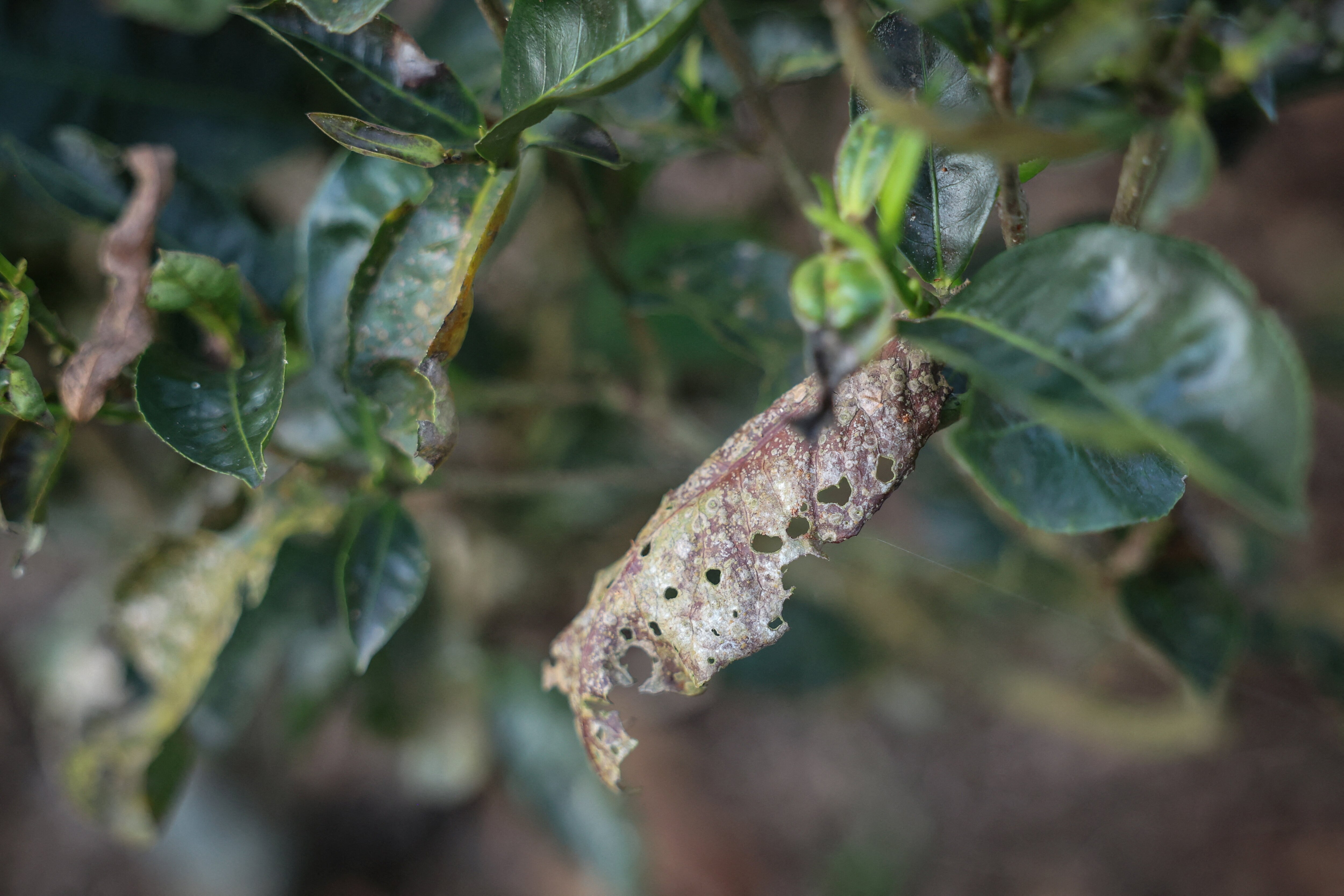 Damaged tea leaves grow inside a tea estate, in Tinsukia, Assam. (Photo: Reuters)