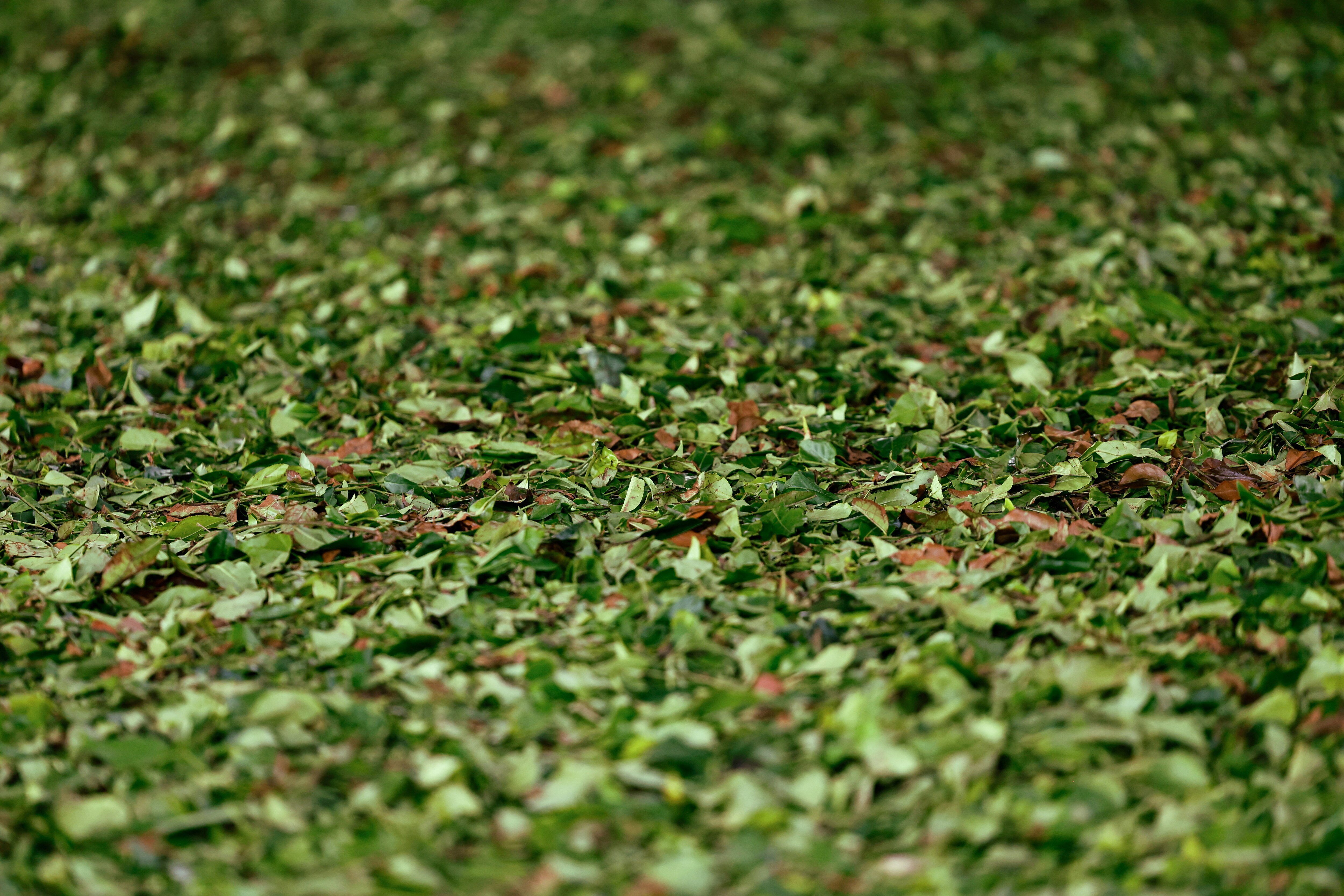 A view shows freshly plucked tea leaves. (Photo: Reuters)