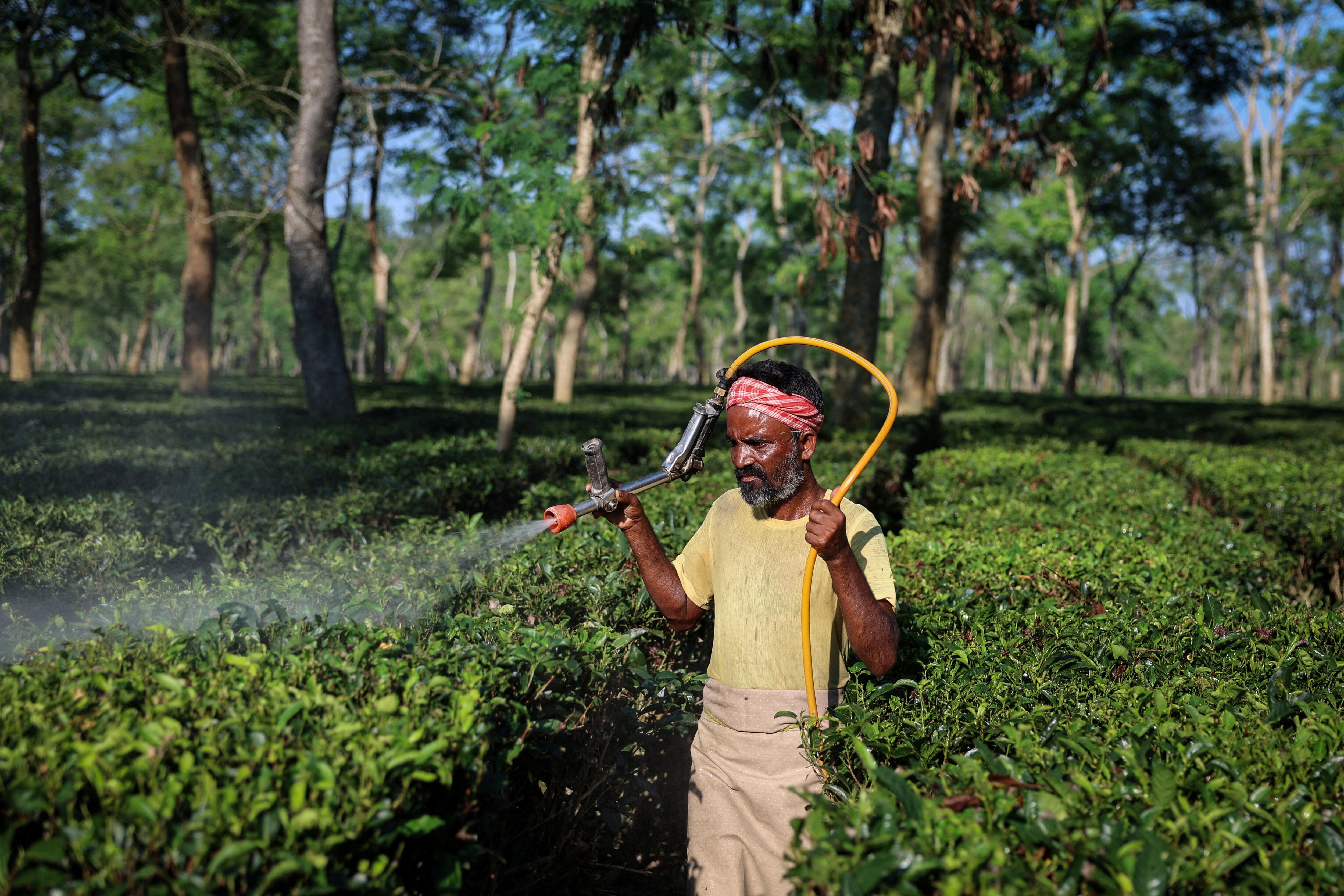 A worker sprays organic pesticides to keep away growing number of pests. (Photo: Reuters)