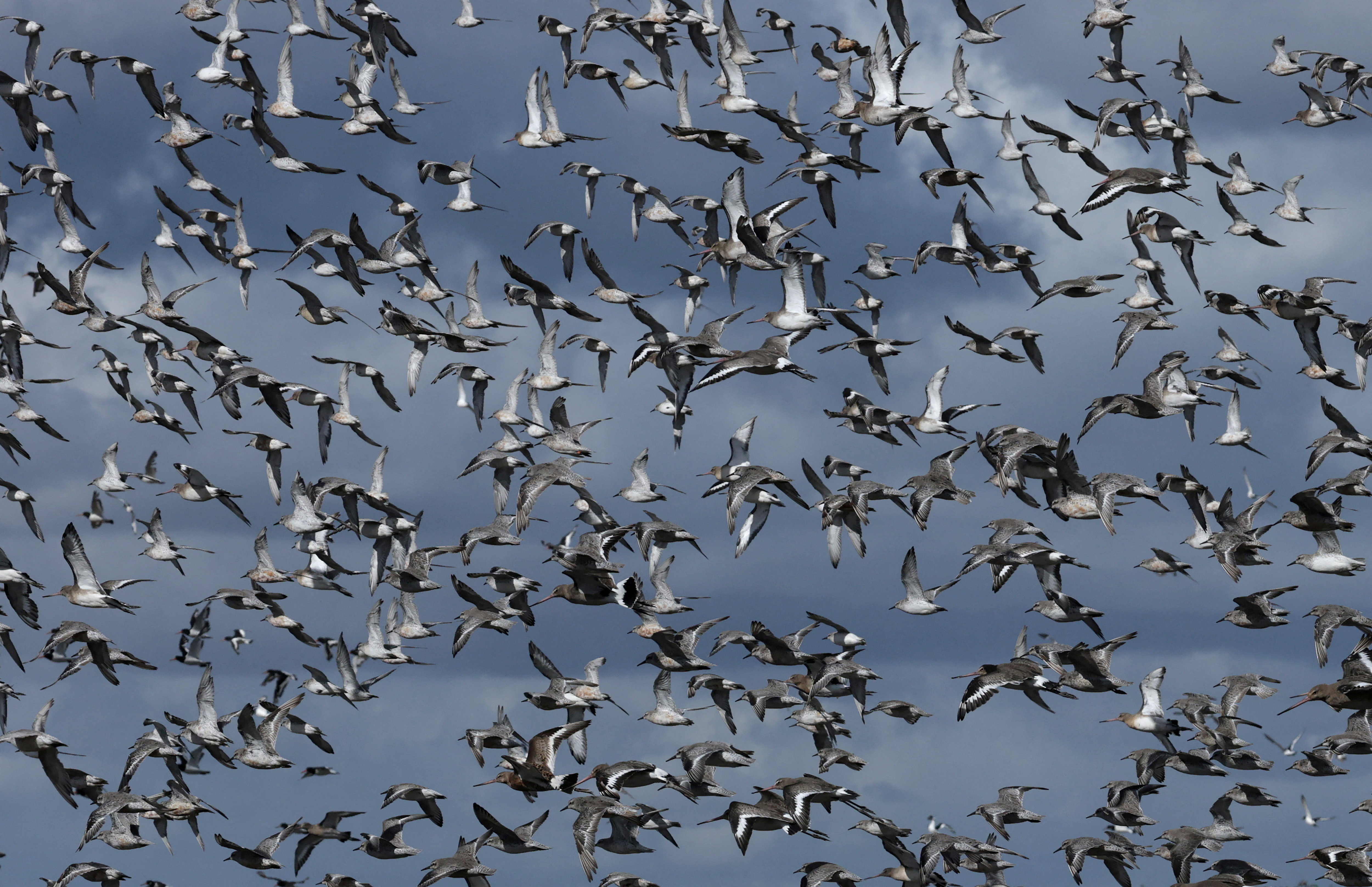 Thousands of birds, including knot and godwit take flight in Britain. (Photo: Reuters)