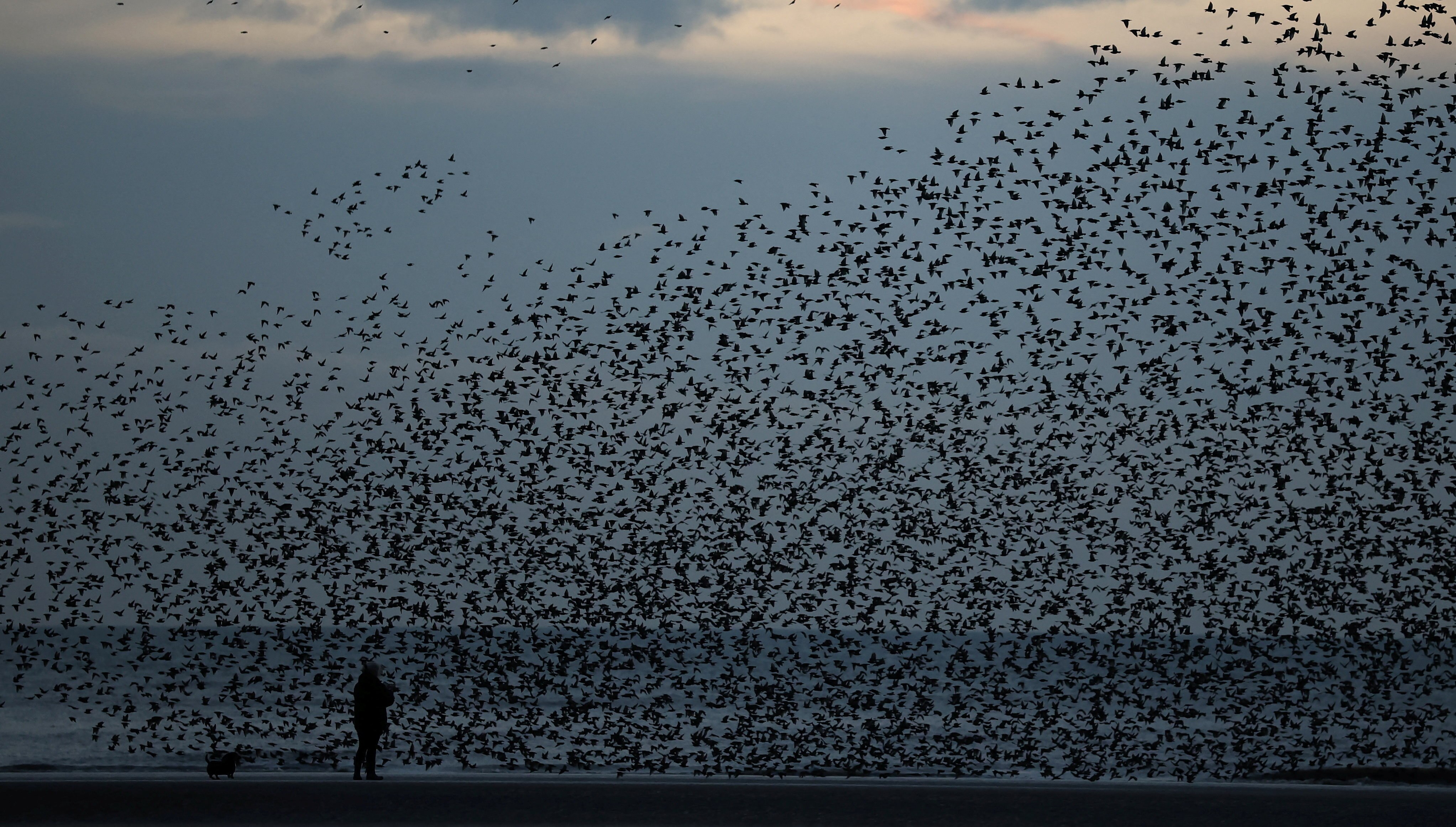 A man stands beneath a murmuration of Starlings on a beach. (Photo: Reuters)