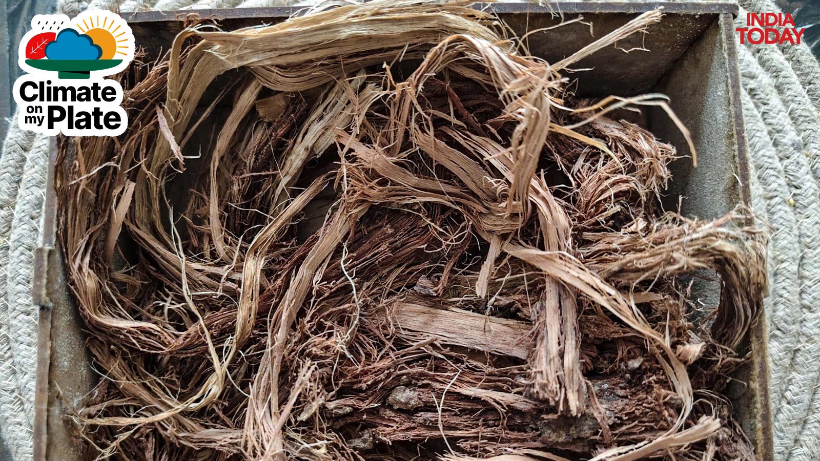 Jatamansi, also known as Indian spikenard, is seen inside a box made of jute. (Photo: Getty)