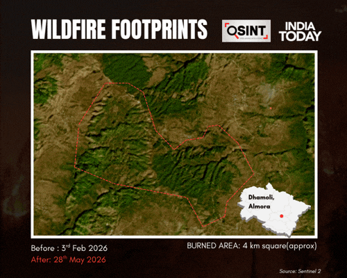 Forest Fire