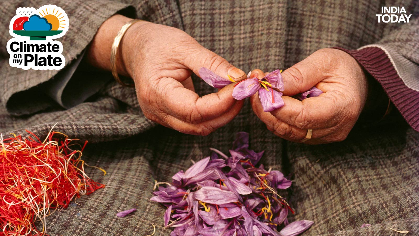 A worker plucks saffron strands from the flower. (Photo: Getty)