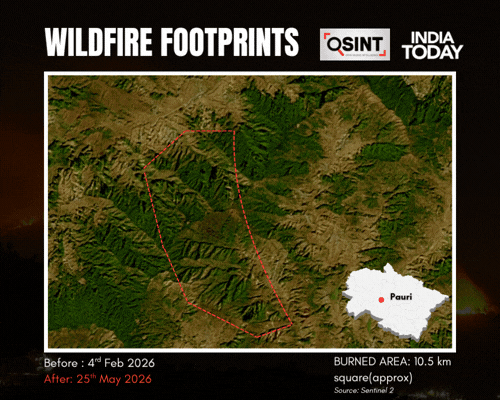 Forest Fire