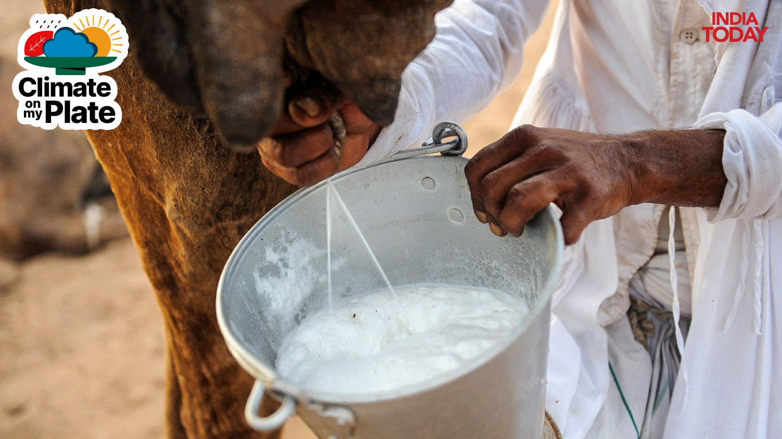 A man extracts milk from a cow in Uttar Pradesh, India. (Photo: Getty)