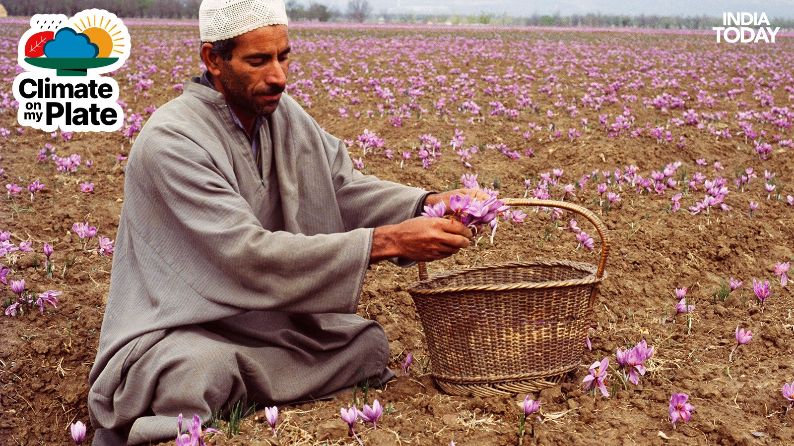 A worker plucks saffron in a farm field in Kashmir. (Photo: Getty)