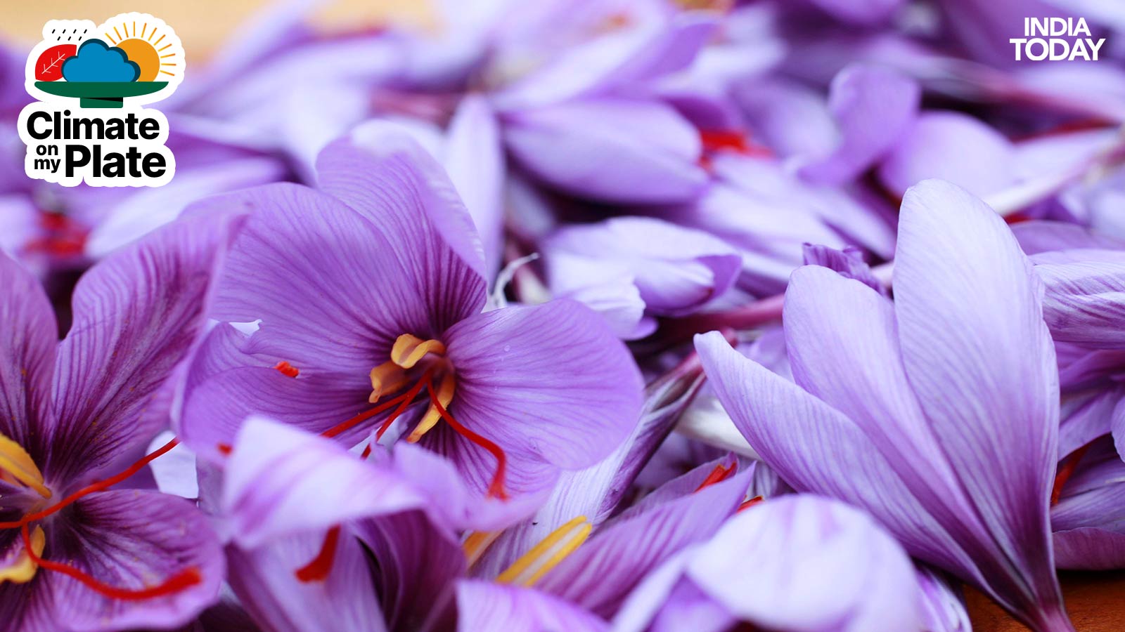 The saffron flower are seen in a field. (Photo: Getty)