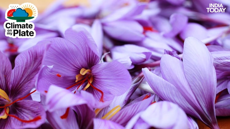 The saffron flower are seen in a field. (Photo: Getty)