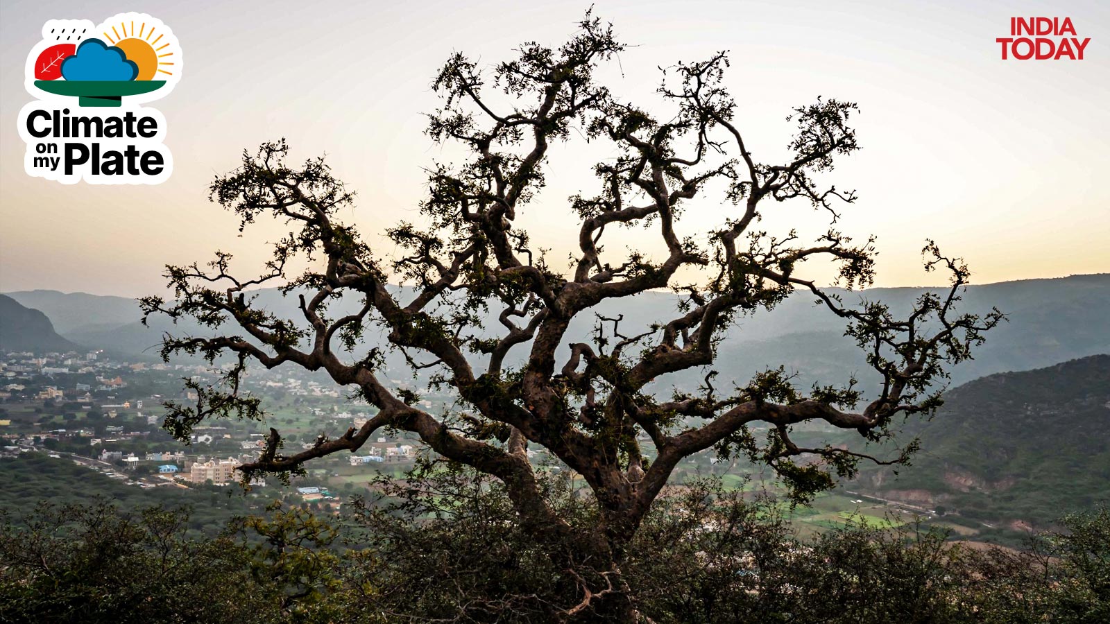 Silhouette of Gnarled Indian Frankincense or Salai Guggul Tree is seen. (Photo: Getty)