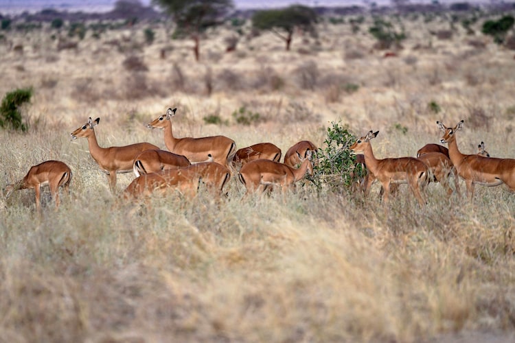 An image of a vast grassland is pictured. (Photo: AP)