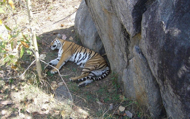 An image of a dead tiger poached in Madhya Pradesh. (Photo: X/@NoAnimalPoachin)