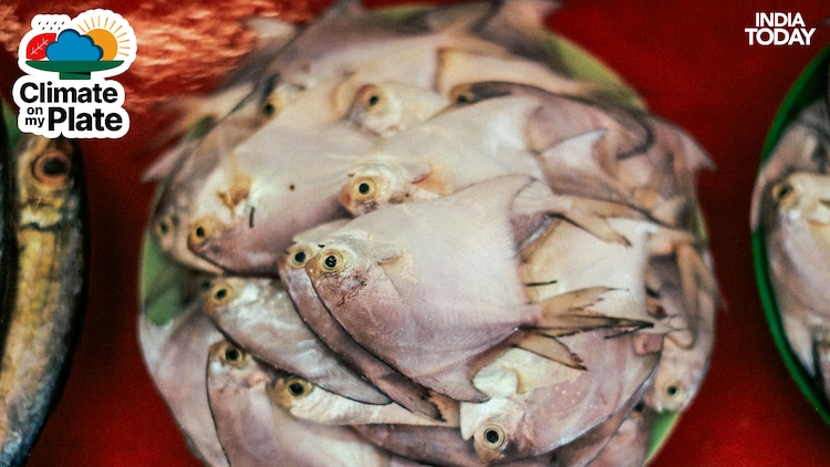 Fish are seen sitting in a basked at a market. (Photo: PTI)
