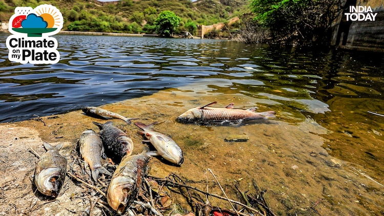 Dead fish are seen floating in a lake after an intense heatwave in Rajasthan. (Photo: PTI)