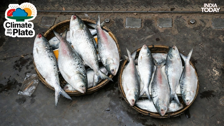 Hilsa fish are displayed at a local fish market. (Photo: PTI)