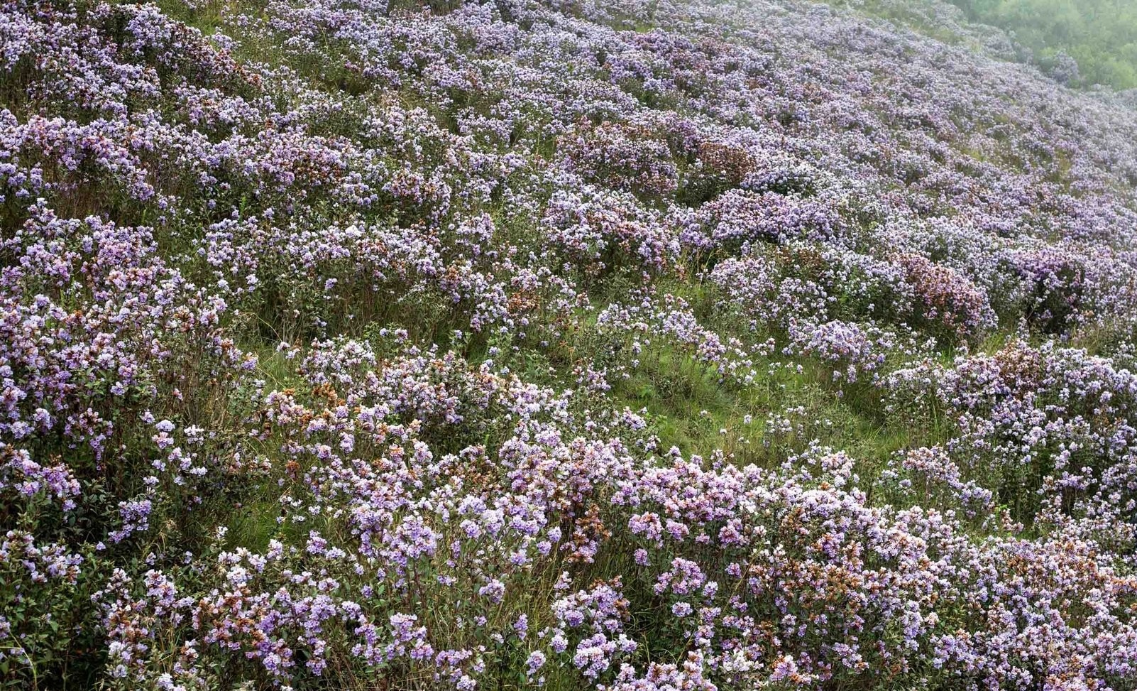 An image of the Kurinji flowers blooming in the Nilgiris. (Photo: X/@Raghujoghee)