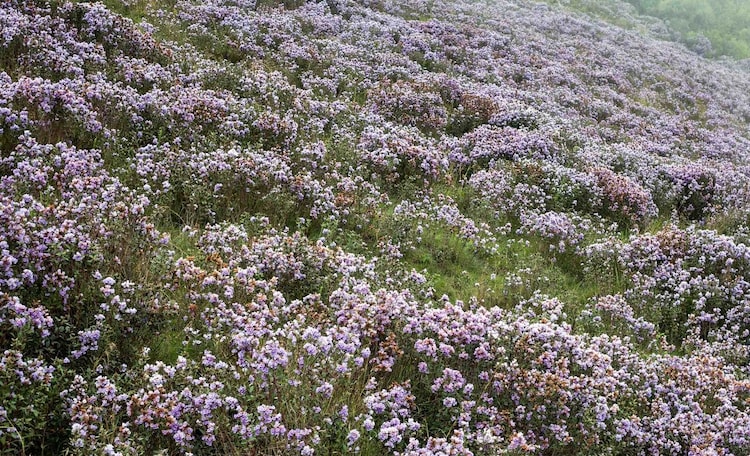 An image of the Kurinji flowers blooming in the Nilgiris. (Photo: X/@Raghujoghee)