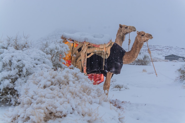 Camels are seen in Saudi Arabia amid rare snowfall. (Photo: X)