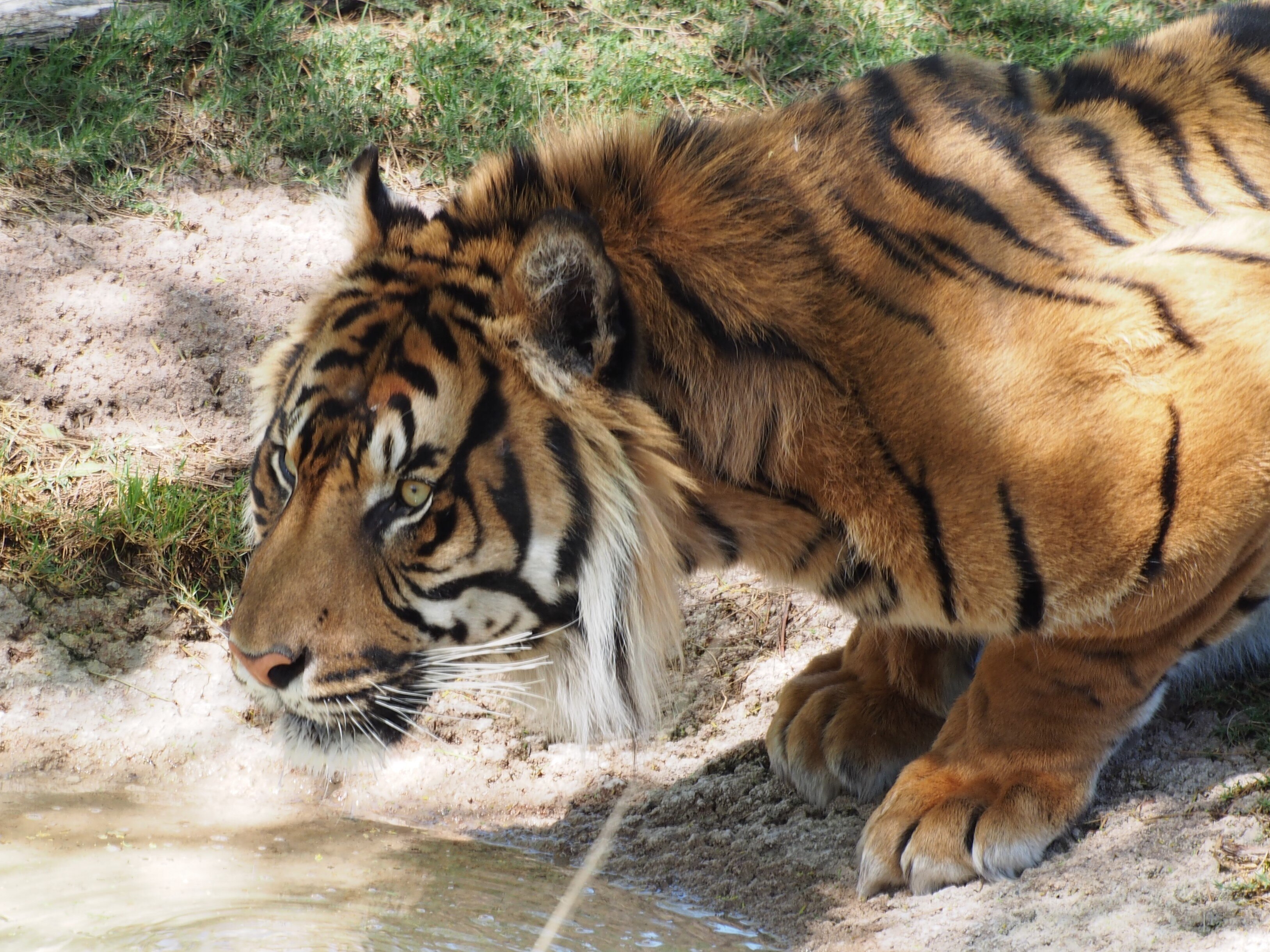 An image of a tiger near a river in a forest in India. (Photo: X/@cornellvet)