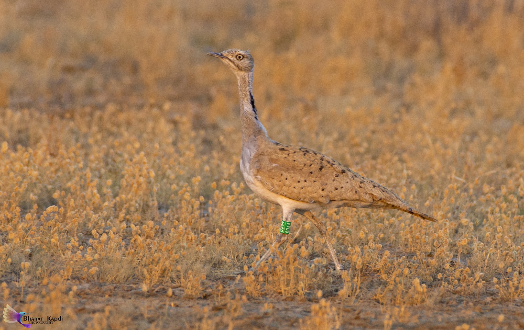 A Houbara Bustard spotted in Banni Grassland, Kutch. (Photo: X/@@ronakdgajjar)