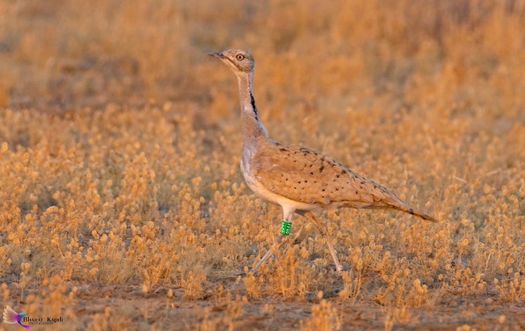 A Houbara Bustard spotted in Banni Grassland, Kutch. (Photo: X/@@ronakdgajjar)