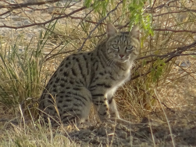 An Asiatic wild cat is seen at Banni Grassland, Great Rann of Kutch, India. (Photo: X/@joshiamitabhevo)