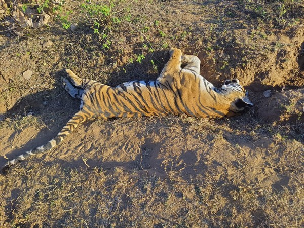 An image of a dead tiger found in Madhya Pradesh's Umaria district. (Photo: X/@shailendra_94)