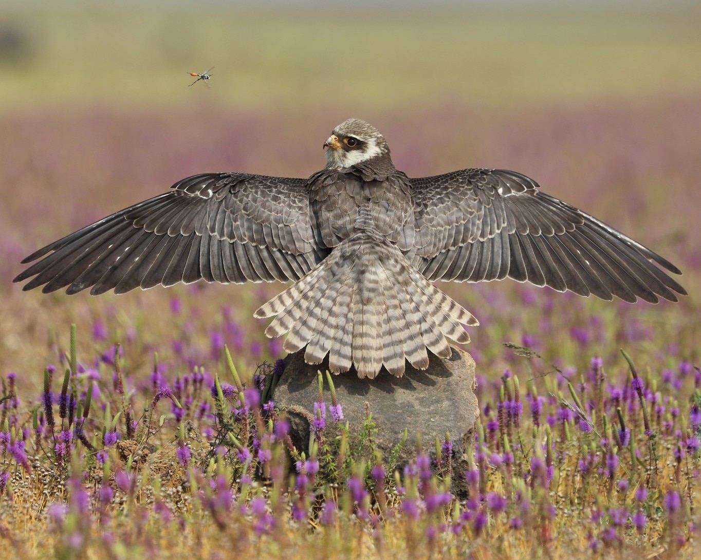 An image of an Amur Falcon spreading its wings.  (Photo: X/@Neeragnitya)