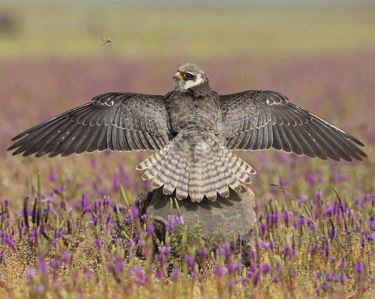 An image of an Amur Falcon spreading its wings. (Photo: X/@Neeragnitya)