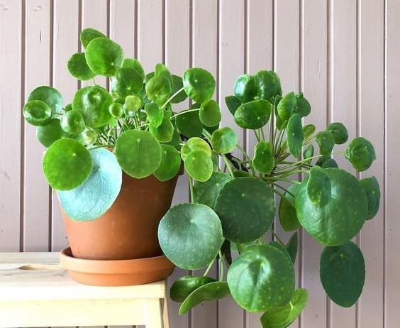 An image of a Chinese moneyplant sitting on a shelf. (Photo: Unsplash)