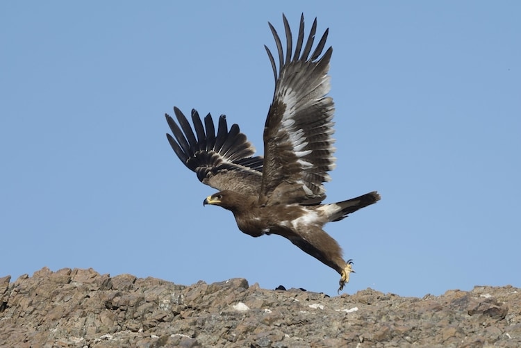 A steppe eagle takes flight. (Photo: X/@ONA_eng)