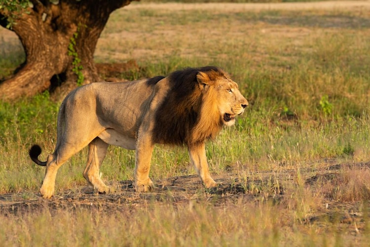 An Asiatic lion walks around the Gir landscape. (Photo: X/Moefcc)