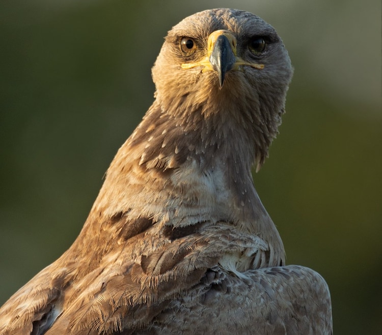 A steppe eagle peers at the camera. (Photo: X/@@RathikaRamasamy)
