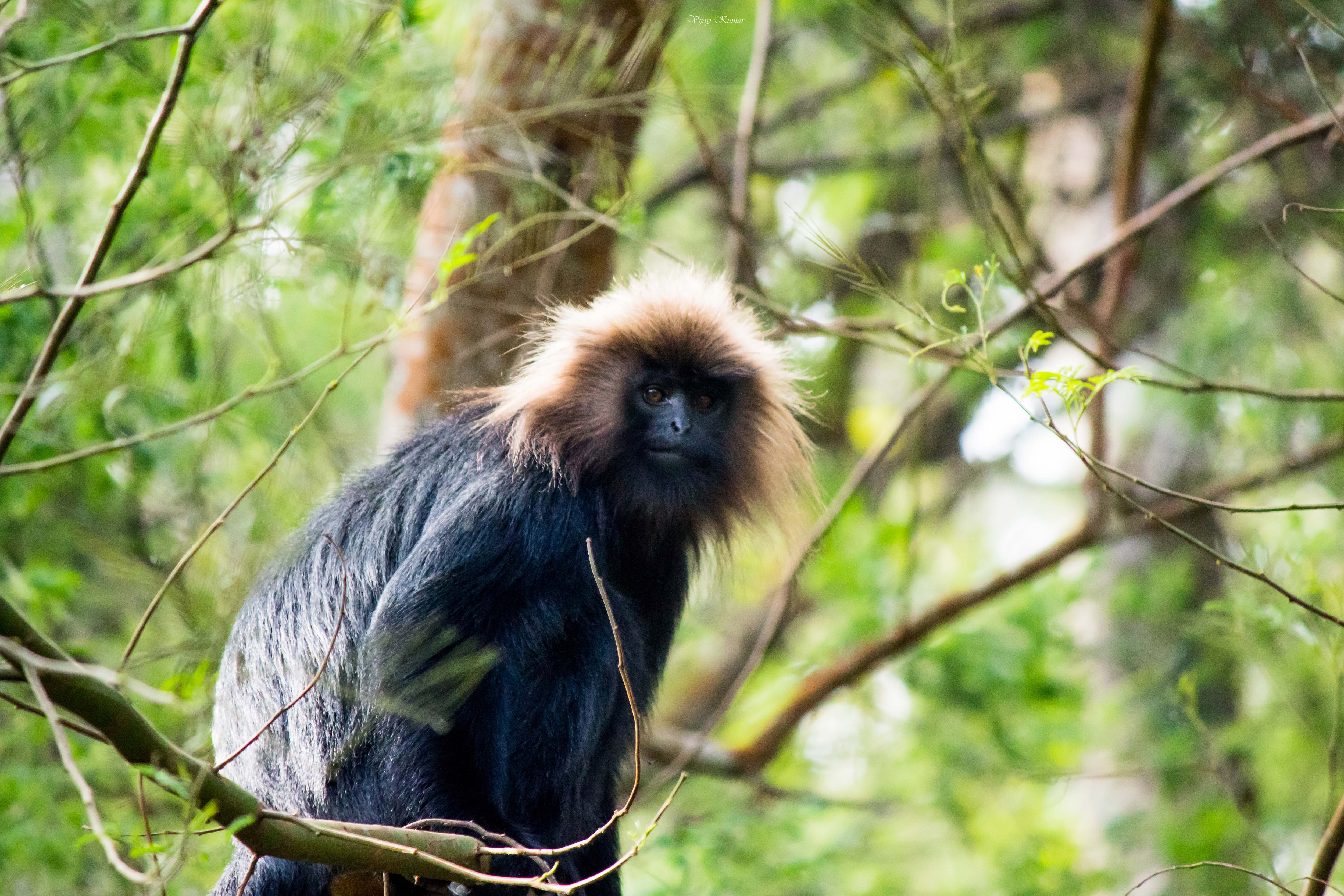 A Nilgiri Langur is seen sitting on a tree. (Photo: Getty)