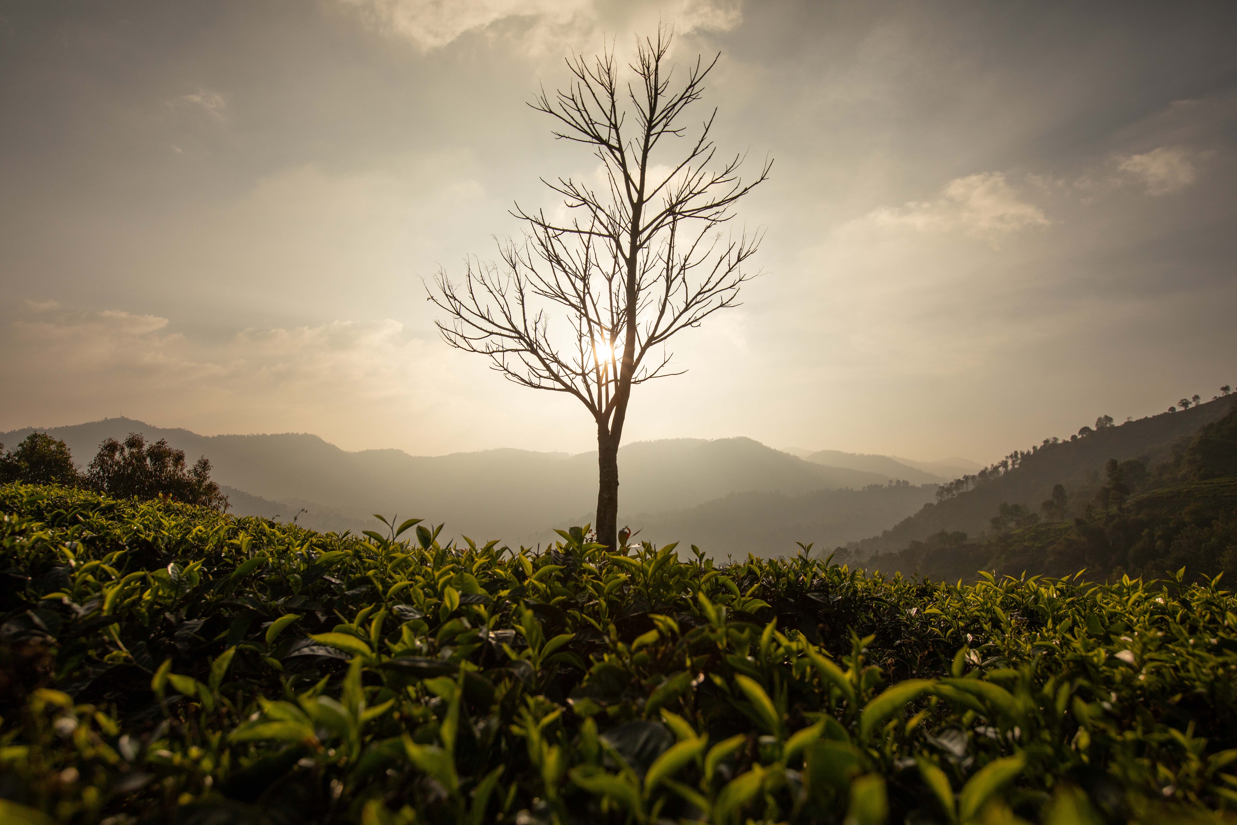 A dried out tree stands in a tea estate in the Nilgiris. (Photo: Getty)