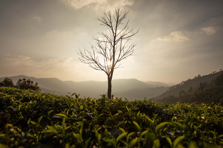 A dried out tree stands in a tea estate in the Nilgiris. (Photo: Getty)