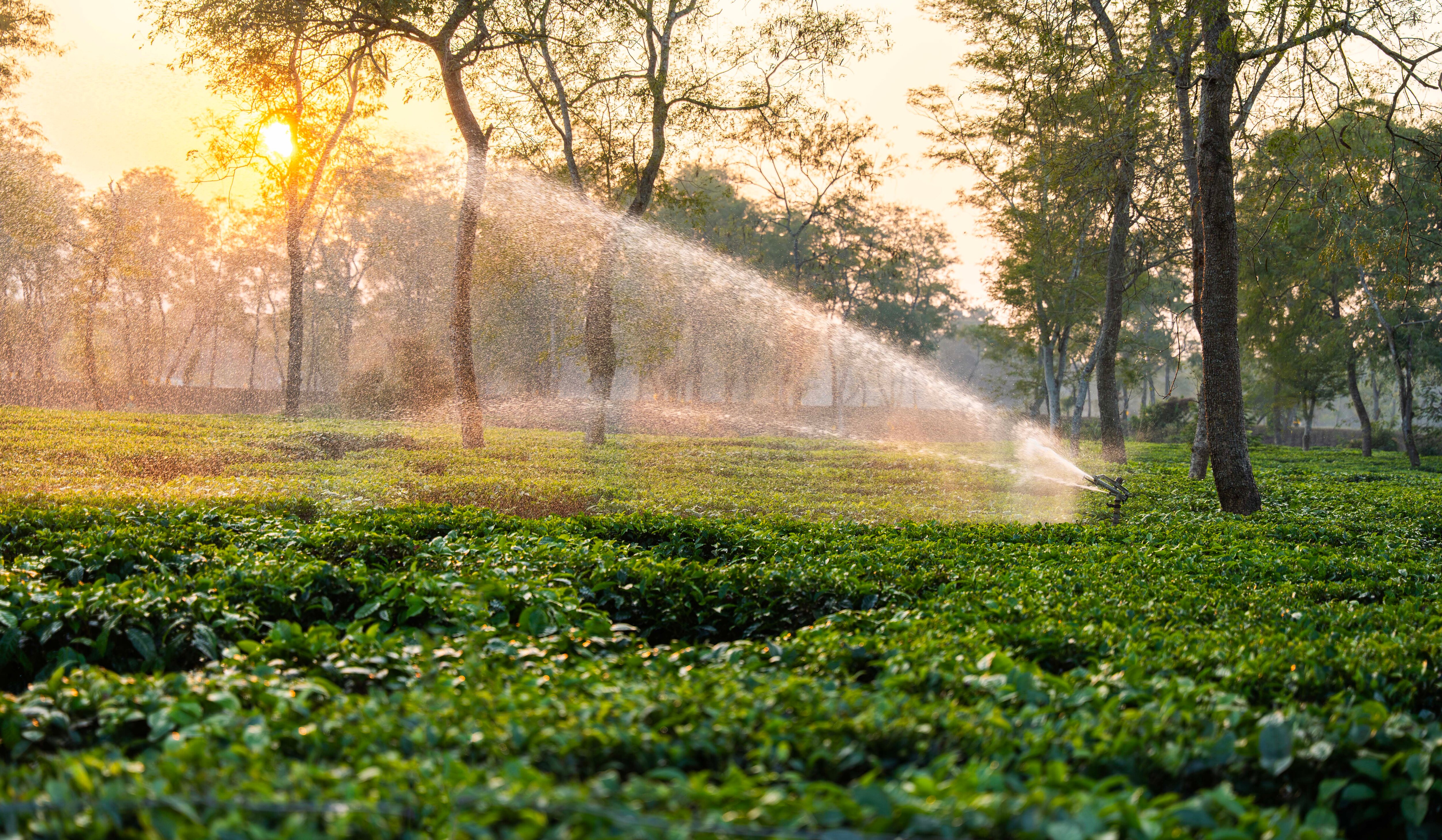 Workers work on a tea estate in Assam. (Photo: Getty)