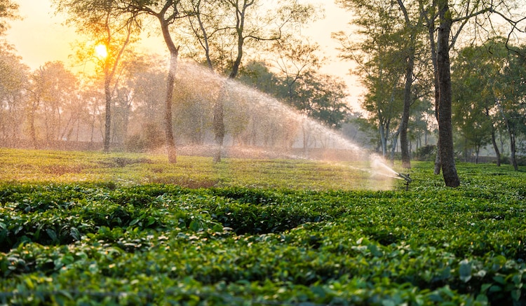 Workers work on a tea estate in Assam. (Photo: Getty)