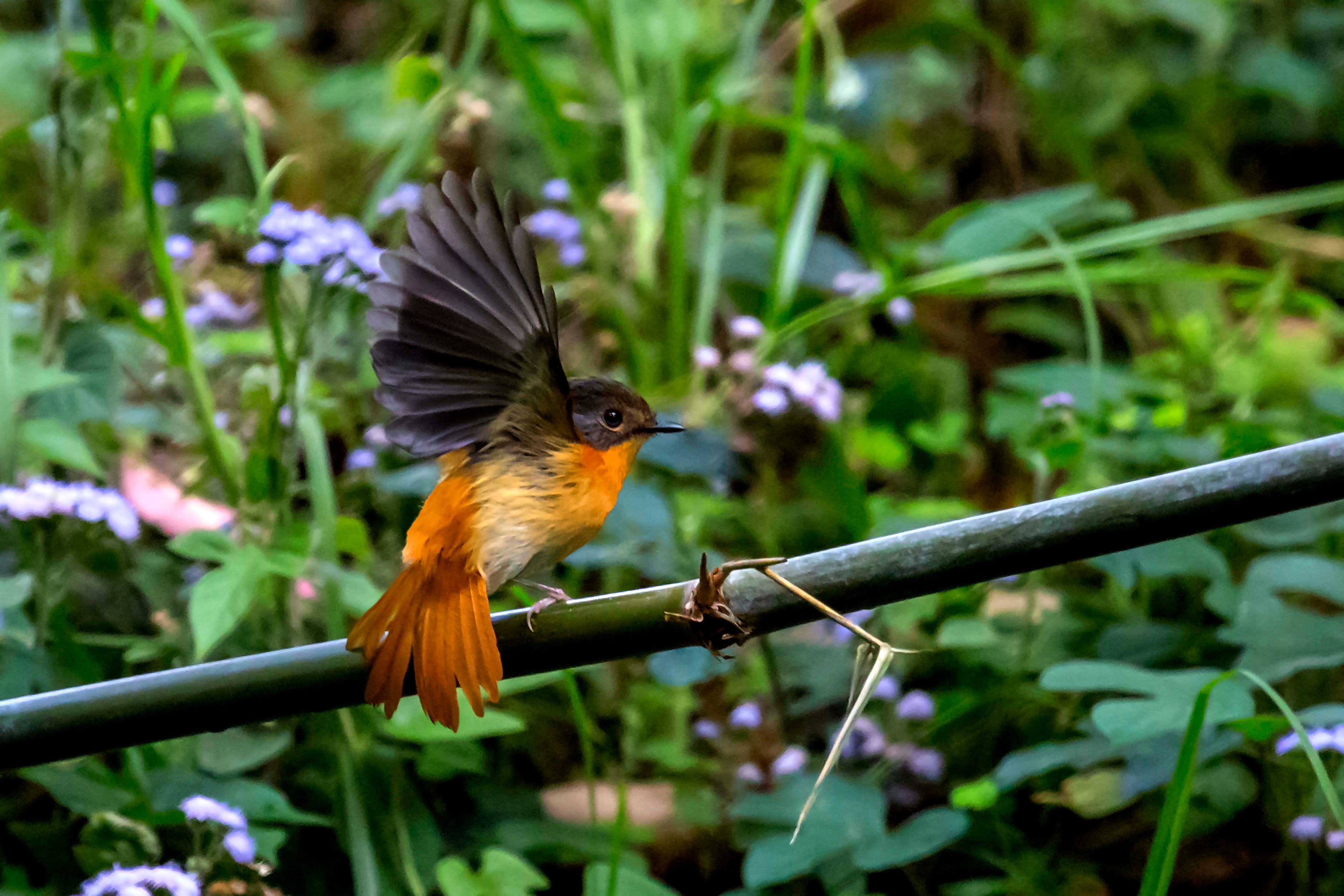 A Black and orange flycatcher (Ficedula Nigrorufa) in seen in the Nilgiris. (Photo: Getty)