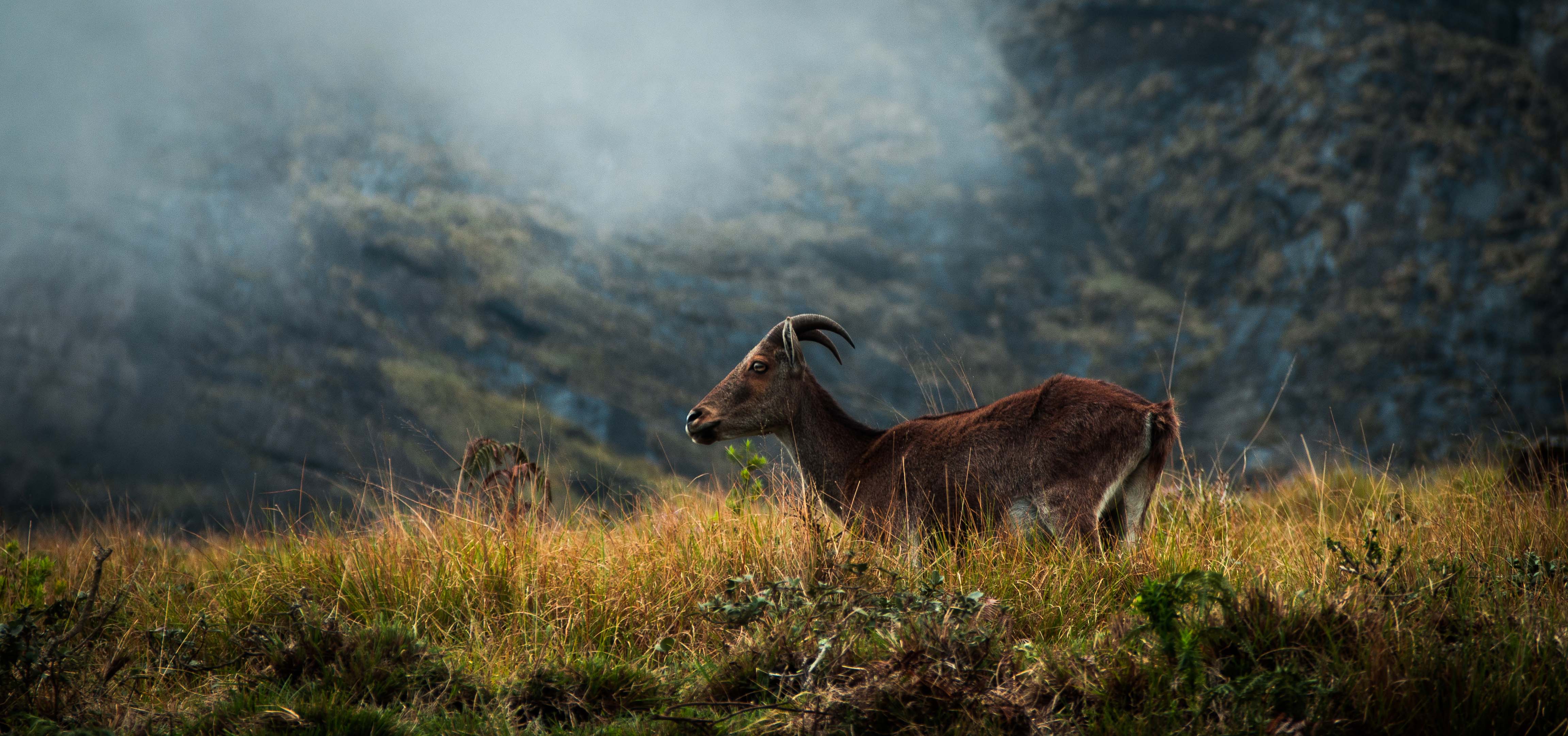 An image of a Nilgiri Tahr resting in the forest. (Photo: Getty)