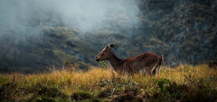 An image of a Nilgiri Tahr resting in the forest. (Photo: Getty)